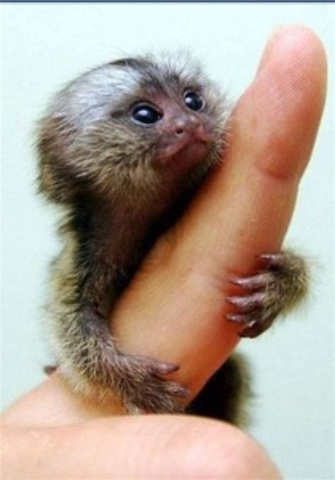 Finger Monkey | CRAZY CREATURES | Pinterest