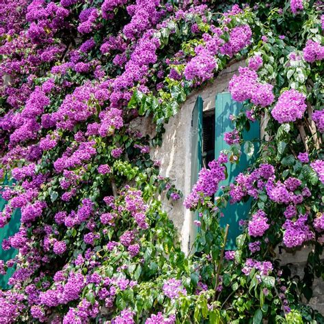 fiori di bouganville a sirmione lago di garda Italia ...