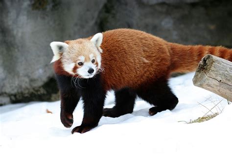 Firefox no es un zorro, es un panda   Taringa!