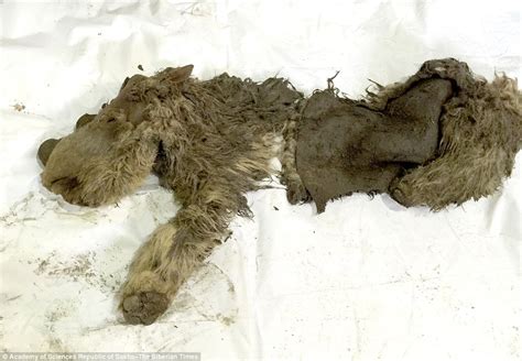 First ever baby woolly rhino unearthed in Siberian ice ...