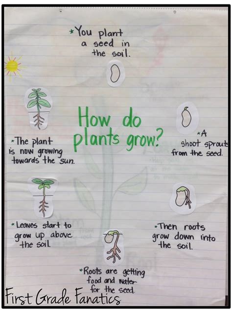 First Grade Fanatics: Plant Life Cycles