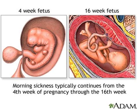 First signs of pregnancy before missed period Images   Frompo