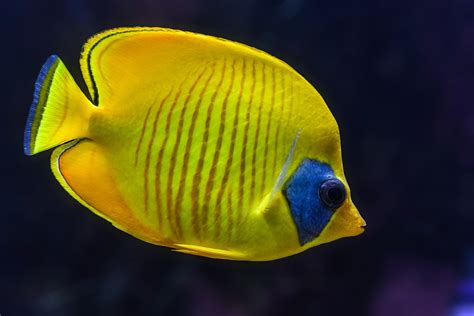 Fisch Aquarium Tropischer · Kostenloses Foto auf Pixabay