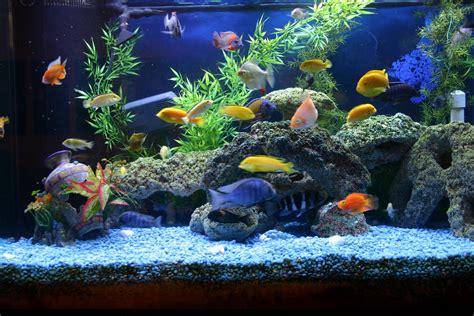 Fish and Aquarium blog: Must Have Aquarium Accessories