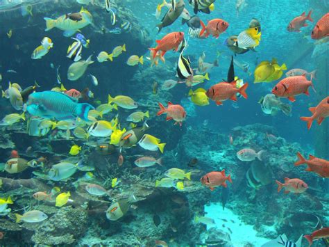 fish aquarium   Video Search Engine at Search.com