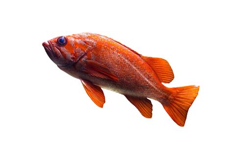 Fish Goldfish Aquarium · Free photo on Pixabay