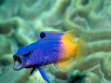 Fish images Tropical Fish HD wallpaper and background ...