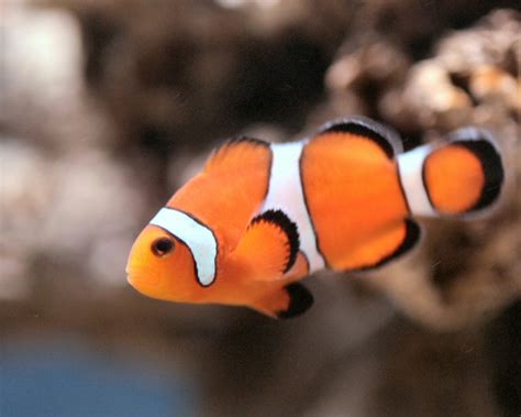 Fish Information Blog: Interesting Facts and Diversity of Fish