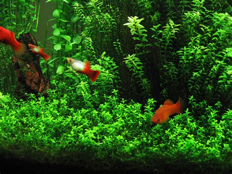 Fish N Tips: Aquatic Plants The Science Backstory