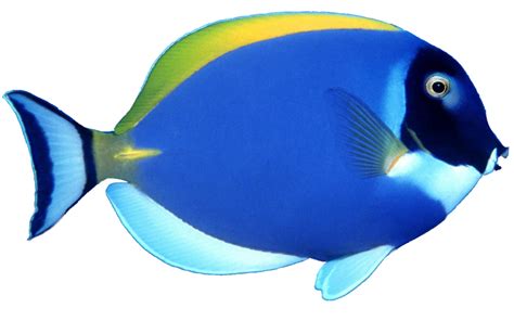 Fish PNG image, free download