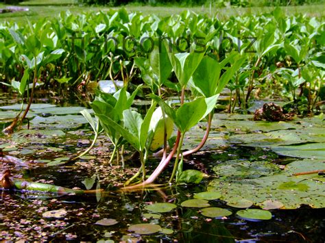 Fish pond plants guide and species