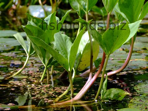 Fish pond plants guide and species