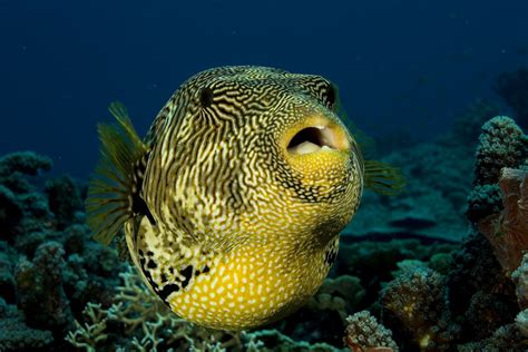 Fish Puffer · Free photo on Pixabay