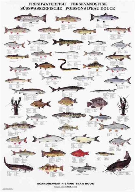 Fish Species Posters – La Tene Maps