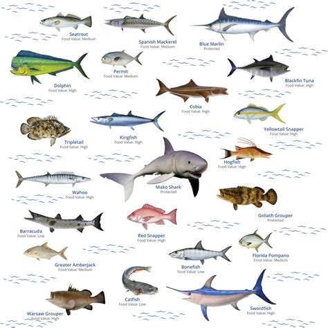 Fish Species – Bolo Team