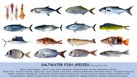 Fish species saltwater clasification isolated on white ...