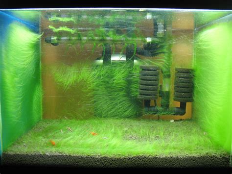 fish tank yellow algae   Algae in Aquaria 2017   Fish Tank ...