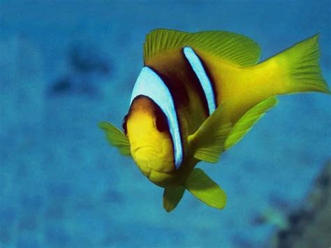 Fish Wallpapers,Fish Pictures,Fish Photos: Tropical Fish ...