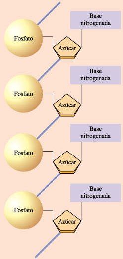 FisicaNet   Nucleótidos y ácidos nucleicos. AP13 [Biología]