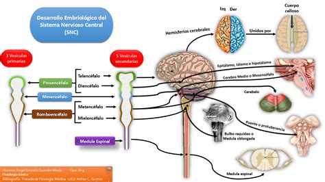 Fisiología Básica: Embriología del Sistema Nervioso Central