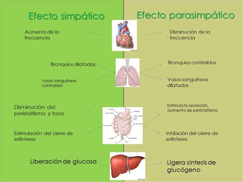 Fisiología Básica grupo III 5: Funciones de sistema ...