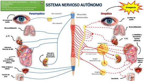 Fisiología Básica: Sistema Nervioso Autónomo: Simpático y ...