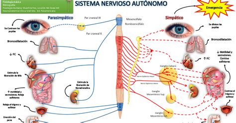 Fisiología Básica: Sistema Nervioso Autónomo: Simpático y ...
