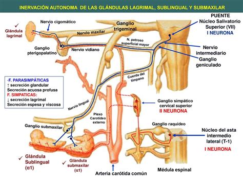 FISIOLOGIA DEL SISTEMA NERVIOSO AUTONOMO   ppt descargar