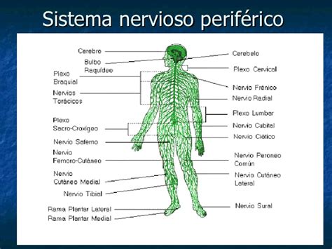 Fisiologia del sistema nervioso central pdf download