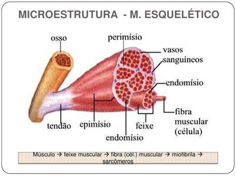 Fisiologia do tecido muscular