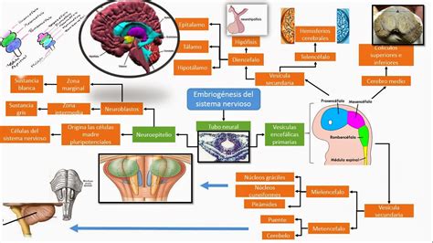 Fisiologia humana: Embriogenesis del sistema nervioso central