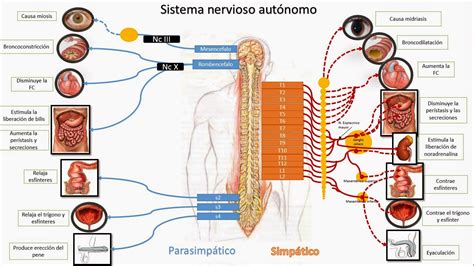 Fisiologia humana: Sistema nervioso autónomo: Simpático y ...