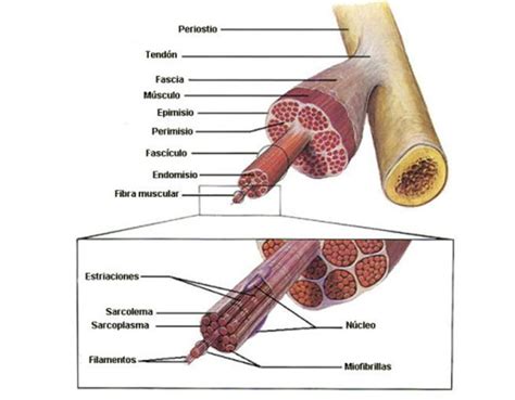 Fisiología muscular, componentes del músculo