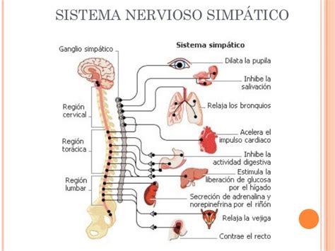 Fisiología, Sistema nervioso autonomo