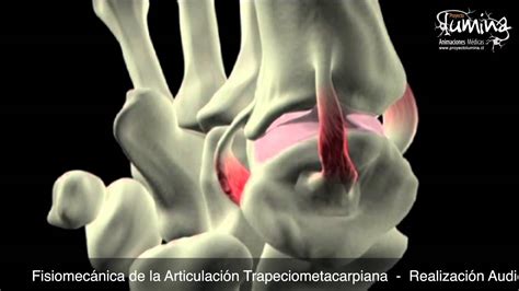 Fisiomecánica de la Articulación Trapeciometacarpiana ...