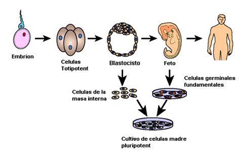 Fisión de células somáticas   Escuelapedia   Recursos ...