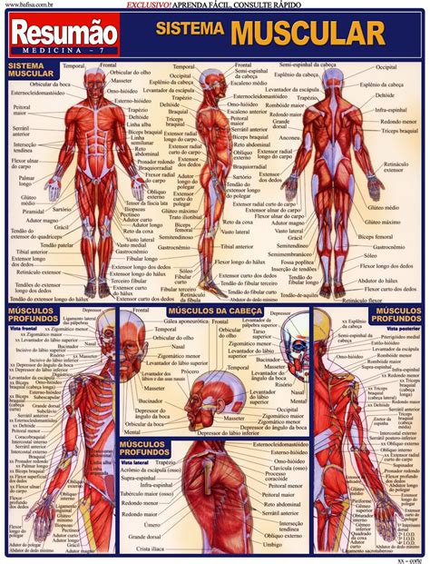 Fisioterapia Domiciliar: Resumão de Anatomia   Músculos e ...