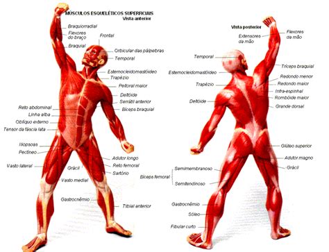 Fisioterapia: Sistema Muscular  Músculos  [Generalidades]