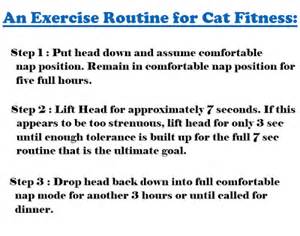 Fitness Cat – workout | Best Body Tips