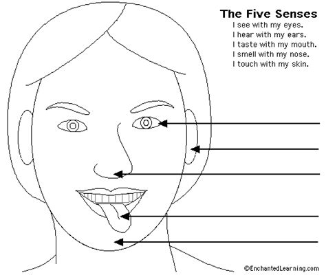 five sense worksheet: NEW 844 FIVE SENSES WORKSHEETS FOR ...
