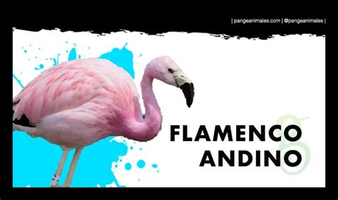 Flamenco Andino: Características, Qué come y Dónde vive ...