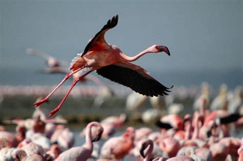 Flamenco Enano Volando Sobre Lago Nakuru   Flamencos ...