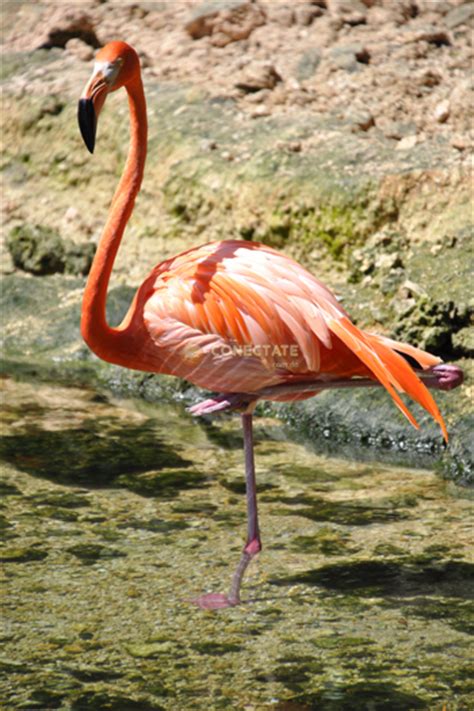 Flamencos: Aves de patas largas y hermoso plumaje rosado ...