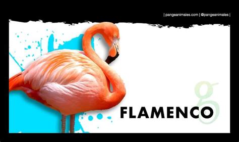Flamencos: Características, tipos, hábitat y migración ...