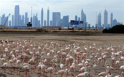 Flamencos rosas en Dubai   hoy.es