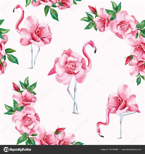 Flamencos rosas transparente blanco de fondo — Archivo ...