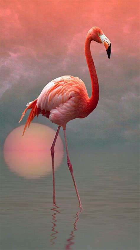 Flamingo | ALIT@S | Pinterest | Flamingo, Pink flamingos ...