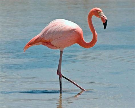 Flamingo | animalstodraw