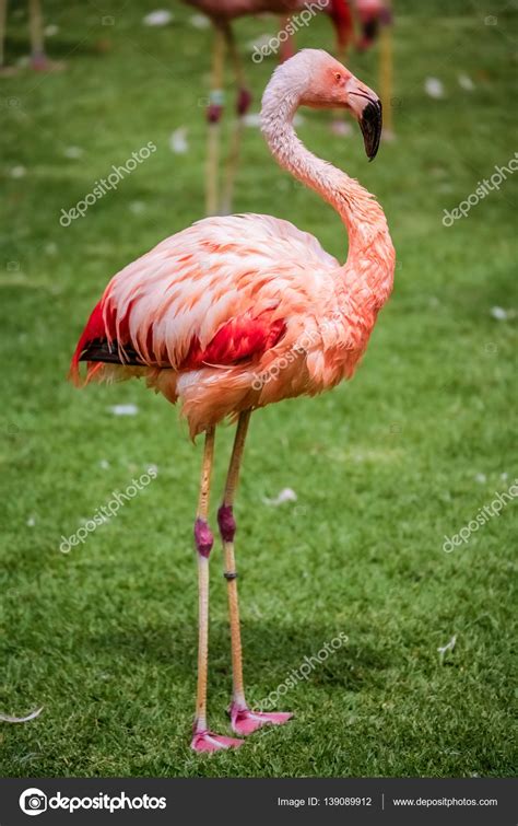 Flamingo ave do zoo — Stock Photo © pawopa3336 #139089912