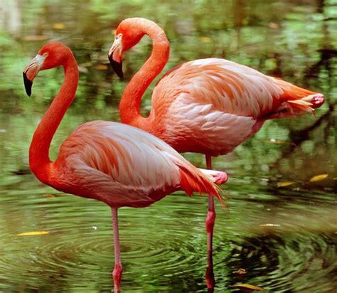 Flamingo balancing act saves energy   BBC News